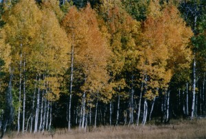 image of aspens